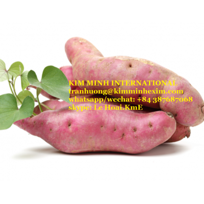 SWEET POTATO WITH HIGH QUALITY-----FRESH/ FROZEN/ DRIED SWEET POTATO VIETNAM