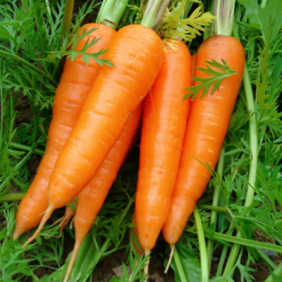 FRESH CARROT VIET NAM WITH HIGH QUALITY